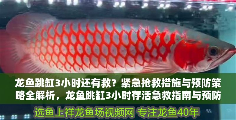 龍魚跳缸3小時還有救？緊急搶救措施與預防策略全解析，龍魚跳缸3小時存活急救指南與預防措施全解析，龍魚跳缸3小時急救與預防全攻略