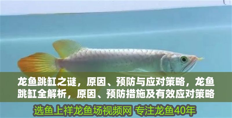 龍魚跳缸之謎，原因、預(yù)防與應(yīng)對(duì)策略，龍魚跳缸全解析，原因、預(yù)防措施及有效應(yīng)對(duì)策略，龍魚跳缸全解析，原因、預(yù)防與應(yīng)對(duì)策略