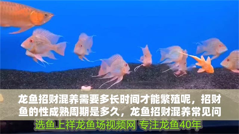 龍魚招財混養需要多長時間才能繁殖呢，招財魚的性成熟周期是多久，龍魚招財混養常見問題及解決