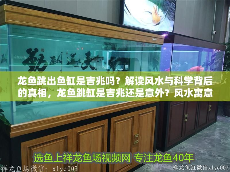 龍魚跳出魚缸是吉兆嗎？解讀風水與科學(xué)背后的真相，龍魚跳缸是吉兆還是意外？風水寓意與科學(xué)原因全解析，龍魚跳缸是吉兆還是意外？風水寓意與科學(xué)原因深度解析