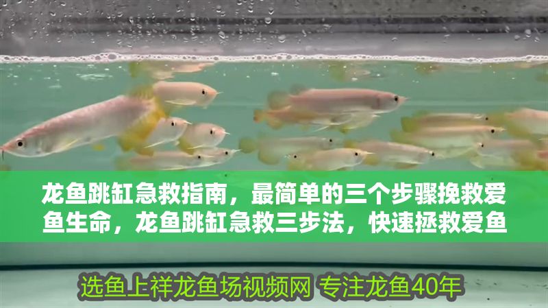 龍魚跳缸急救指南，最簡單的三個步驟挽救愛魚生命，龍魚跳缸急救三步法，快速拯救愛魚生命，龍魚跳缸急救三步法，快速拯救愛魚生命