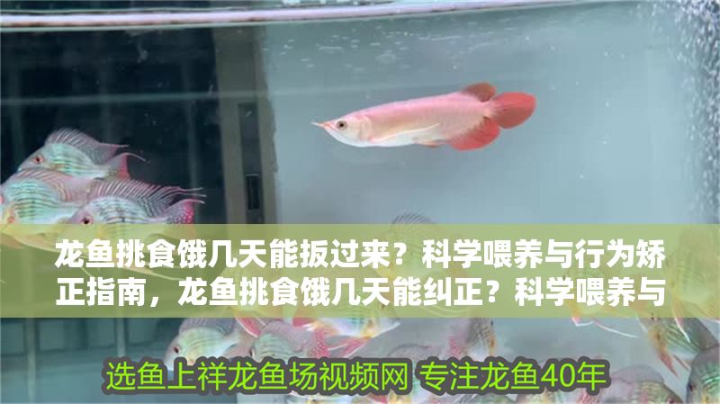 龍魚挑食餓幾天能扳過來?科學喂養與行為矯正指南,龍魚挑食餓幾天能糾正?科學喂養與行為矯正全解析,龍魚挑食餓幾天能糾正?科學喂養與行為矯正全解析 龍魚百科 第1張 龍魚挑食餓幾天能扳過來?科學喂養與行為矯正指南,龍魚挑食餓幾天能糾正?科學喂養與行為矯正全解析,龍魚挑食餓幾天能糾正?科學喂養與行為矯正全解析 龍魚挑食餓幾天能扳過來?科學喂養與行為矯正指南,龍魚挑食餓幾天能糾正?科學喂養與行為矯正全解析,龍魚挑食餓幾天能糾正?科學喂養與行為矯正全解析 龍魚百科 第1張