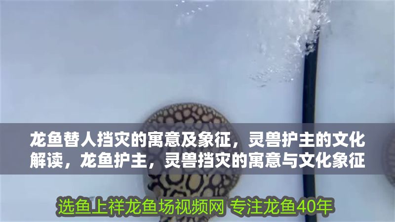 龍魚替人擋災的寓意及象征，靈獸護主的文化解讀，龍魚護主，靈獸擋災的寓意與文化象征解析，龍魚護主，靈獸擋災的寓意與文化象征解析