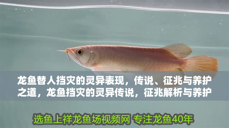 詳細閱讀:龍魚替人擋災的靈異表現,傳說、征兆與養護之道,龍魚擋災的靈異傳說,征兆解析與養護指南,龍魚擋災的靈異傳說、征兆解析與養護指南 龍魚替人擋災的靈異表現,傳說、征兆與養護之道,龍魚擋災的靈異傳說,征兆解析與養護指南,龍魚擋災的靈異傳說、征兆解析與養護指南
