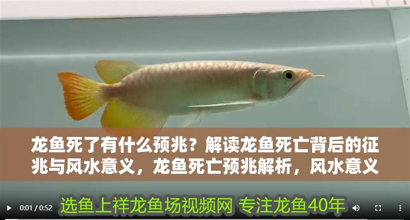 龍魚死了有什么預兆？解讀龍魚死亡背后的征兆與風水意義，龍魚死亡預兆解析，風水意義與背后象征，龍魚死亡預兆解析，風水意義與象征解讀