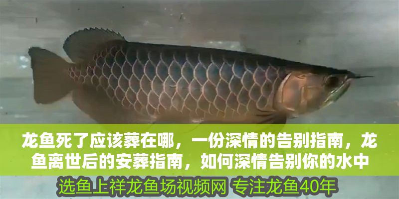 龍魚死了應(yīng)該葬在哪，一份深情的告別指南，龍魚離世后的安葬指南，如何深情告別你的水中伙伴，深情告別指南，龍魚離世后的安葬與悼念方式