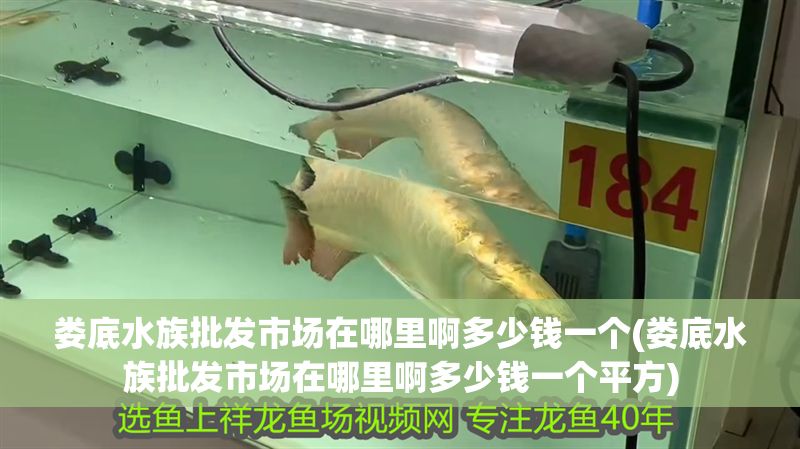 婁底水族批發市場在哪里啊多少錢一個(婁底水族批發市場在哪里啊多少錢一個平方)