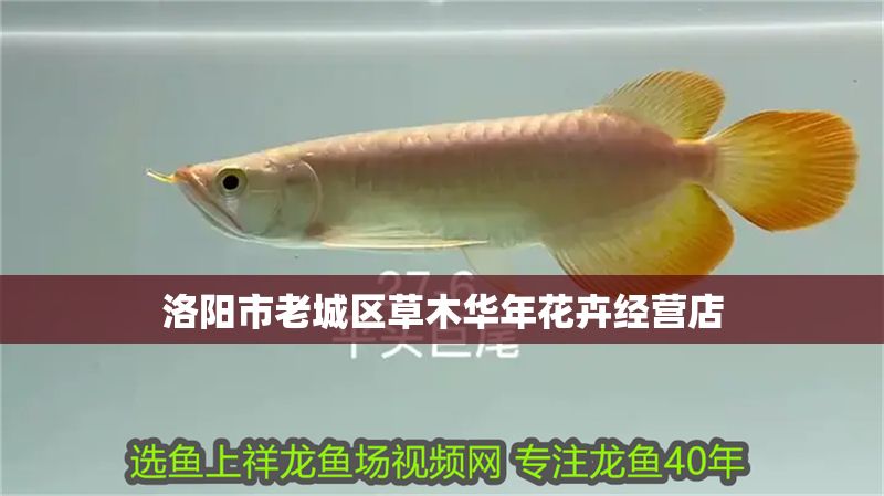 洛陽市老城區草木華年花卉經營店