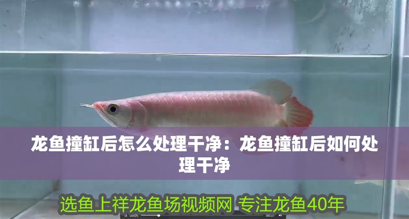 龍魚撞缸后怎么處理干凈：龍魚撞缸后如何處理干凈