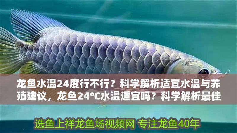 龍魚水溫24度行不行？科學(xué)解析適宜水溫與養(yǎng)殖建議，龍魚24℃水溫適宜嗎？科學(xué)解析最佳水溫與養(yǎng)殖要點，龍魚24℃水溫適宜嗎？科學(xué)解析最佳水溫與養(yǎng)殖要點