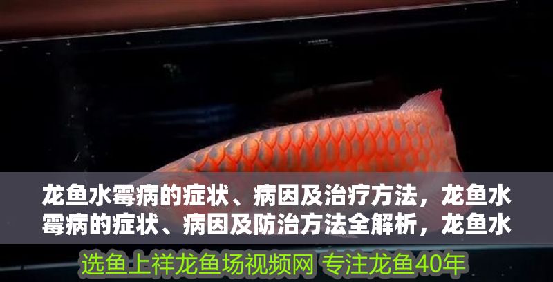 龍魚(yú)水霉病的癥狀、病因及治療方法，龍魚(yú)水霉病的癥狀、病因及防治方法全解析，龍魚(yú)水霉病，癥狀、病因及防治方法全面解析