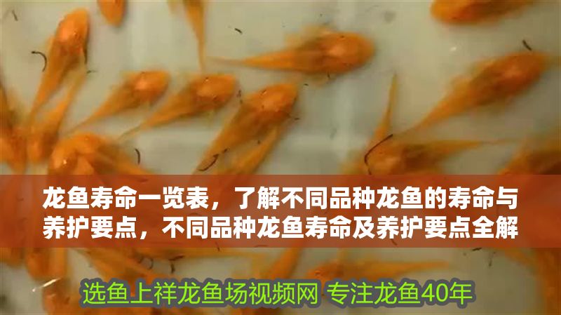 龍魚壽命一覽表，了解不同品種龍魚的壽命與養護要點，不同品種龍魚壽命及養護要點全解析，不同品種龍魚壽命及養護要點全解析