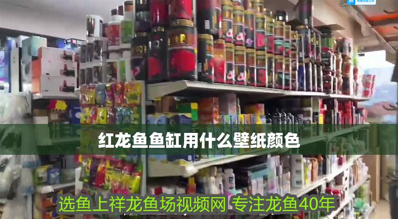 紅龍魚魚缸用什么壁紙顏色 龍魚百科 第2張 紅龍魚魚缸用什么壁紙顏色 紅龍魚魚缸用什么壁紙顏色 龍魚百科 第2張