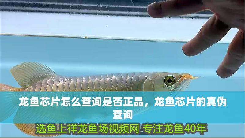 龍魚芯片怎么查詢是否正品，龍魚芯片的真?zhèn)尾樵? title=