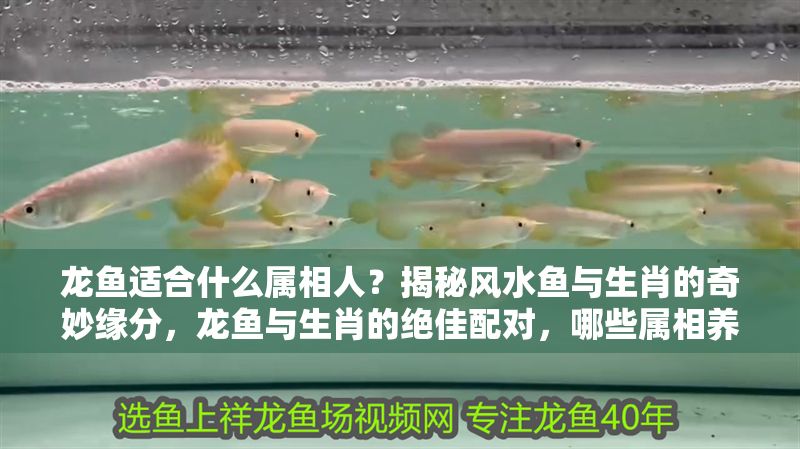 龍魚適合什么屬相人？揭秘風水魚與生肖的奇妙緣分，龍魚與生肖的絕佳配對，哪些屬相養龍魚最旺運？龍魚與生肖絕佳配對，揭秘哪些屬相養龍魚最旺運