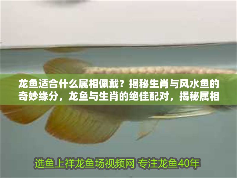 龍魚適合什么屬相佩戴?揭秘生肖與風水魚的奇妙緣分,龍魚與生肖的絕佳配對,揭秘屬相佩戴的風水奧秘 龍魚百科 第1張 龍魚適合什么屬相佩戴?揭秘生肖與風水魚的奇妙緣分,龍魚與生肖的絕佳配對,揭秘屬相佩戴的風水奧秘 龍魚適合什么屬相佩戴?揭秘生肖與風水魚的奇妙緣分,龍魚與生肖的絕佳配對,揭秘屬相佩戴的風水奧秘 龍魚百科 第1張