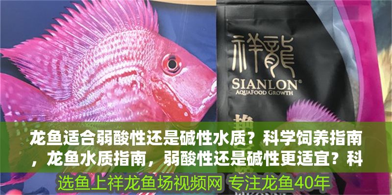 龍魚適合弱酸性還是堿性水質(zhì)？科學(xué)飼養(yǎng)指南，龍魚水質(zhì)指南，弱酸性還是堿性更適宜？科學(xué)飼養(yǎng)解析，龍魚水質(zhì)指南，弱酸性還是堿性更適宜？科學(xué)飼養(yǎng)解析
