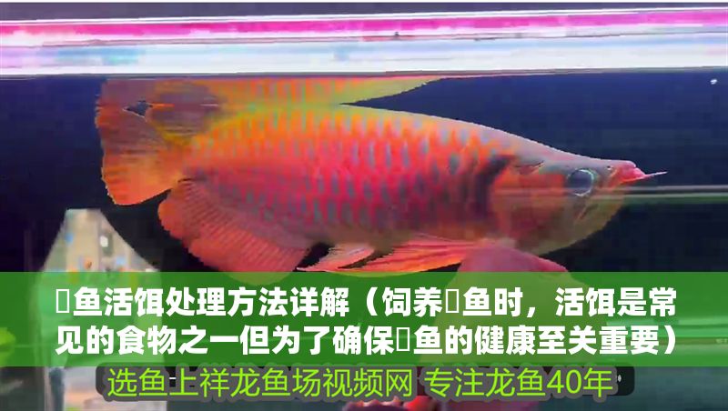 魟魚活餌處理方法詳解（飼養(yǎng)魟魚時，活餌是常見的食物之一但為了確保魟魚的健康至關重要）