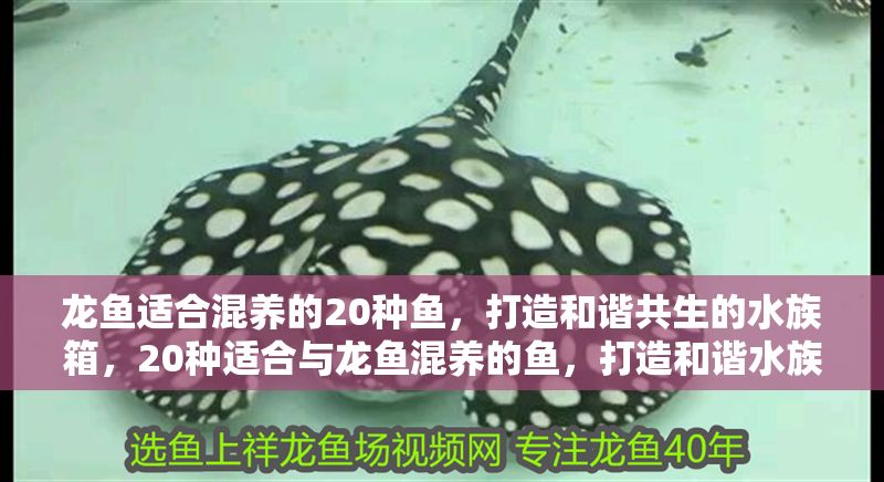 龍魚適合混養的20種魚，打造和諧共生的水族箱，20種適合與龍魚混養的魚，打造和諧水族箱