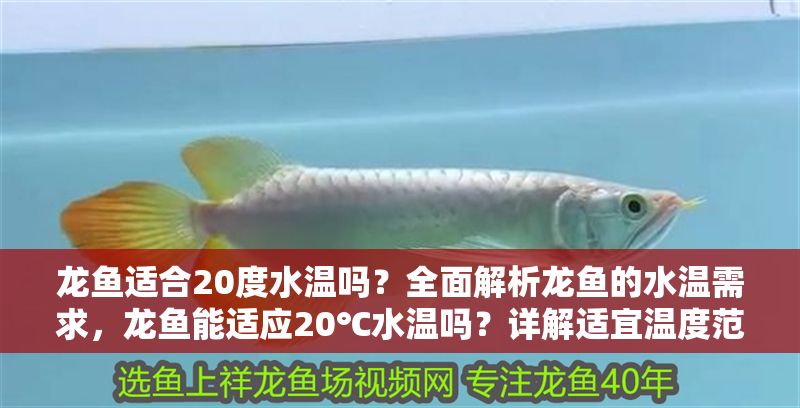 龍魚適合20度水溫嗎？全面解析龍魚的水溫需求，龍魚能適應20℃水溫嗎？詳解適宜溫度范圍及飼養建議，龍魚能適應20℃水溫嗎？詳解適宜溫度范圍及飼養要點