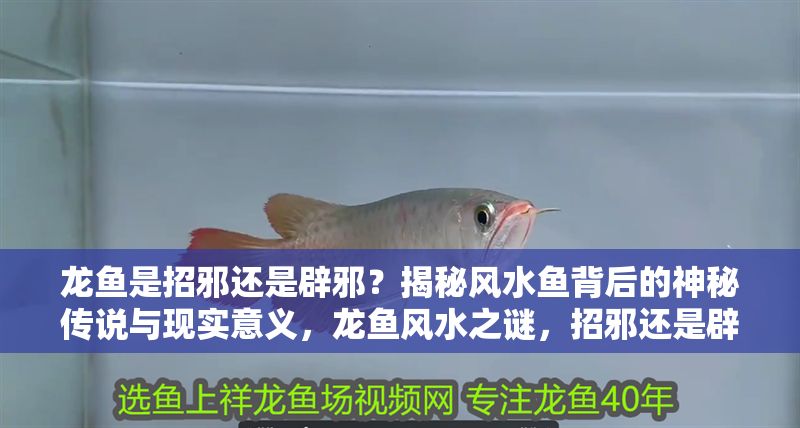 龍魚是招邪還是辟邪？揭秘風水魚背后的神秘傳說與現實意義，龍魚風水之謎，招邪還是辟邪？傳說與現實的深度解析，龍魚風水之謎，招邪還是辟邪？傳說與現實的深度解析 龍魚是招邪還是辟邪？揭秘風水魚背后的神秘傳說與現實意義，龍魚風水之謎，招邪還是辟邪？傳說與現實的深度解析，龍魚風水之謎，招邪還是辟邪？傳說與現實的深度解析 龍魚百科 第1張