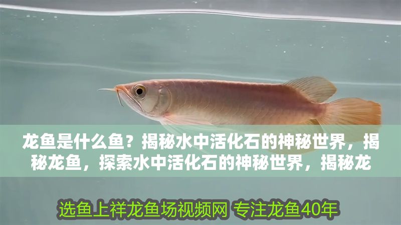 龍魚是什么魚？揭秘水中活化石的神秘世界，揭秘龍魚，探索水中活化石的神秘世界，揭秘龍魚，探索水中活化石的神秘世界