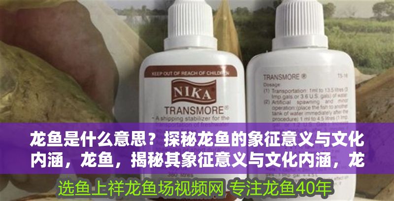 龍魚是什么意思？探秘龍魚的象征意義與文化內涵，龍魚，揭秘其象征意義與文化內涵，龍魚的象征意義與文化內涵探秘