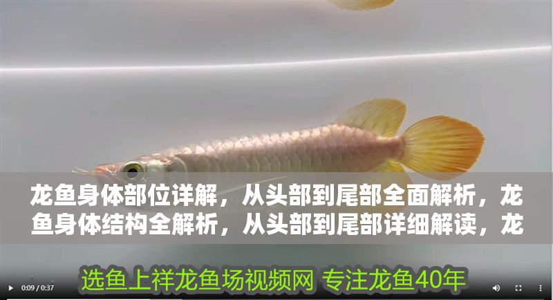 龍魚(yú)身體部位詳解，從頭部到尾部全面解析，龍魚(yú)身體結(jié)構(gòu)全解析，從頭部到尾部詳細(xì)解讀，龍魚(yú)身體結(jié)構(gòu)全解析，從頭部到尾部詳細(xì)解讀
