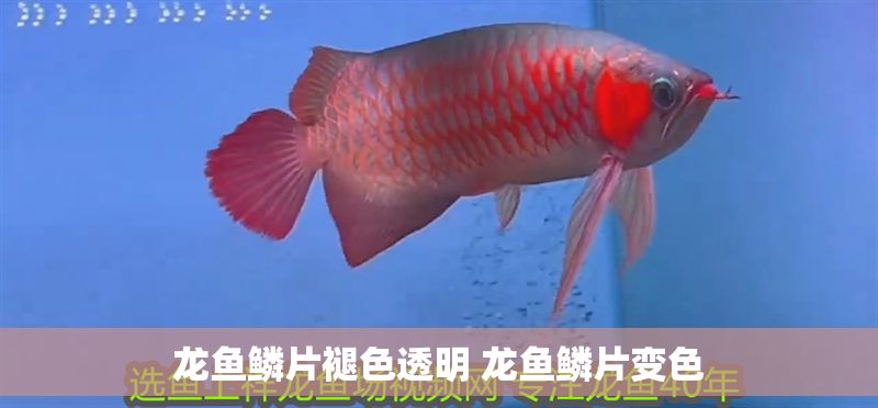 龍魚鱗片褪色透明 龍魚鱗片變色