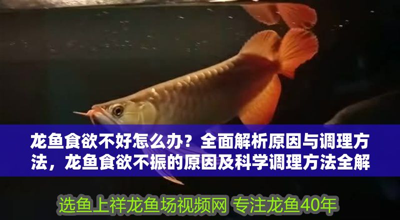 龍魚(yú)食欲不好怎么辦？全面解析原因與調(diào)理方法，龍魚(yú)食欲不振的原因及科學(xué)調(diào)理方法全解析，龍魚(yú)食欲不振的原因與科學(xué)調(diào)理方法全解析
