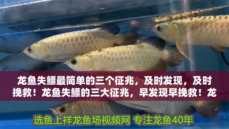 龍魚失鰾最簡單的三個征兆，及時發現，及時挽救！龍魚失鰾的三大征兆，早發現早挽救！龍魚失鰾的三大征兆，早發現早挽救！