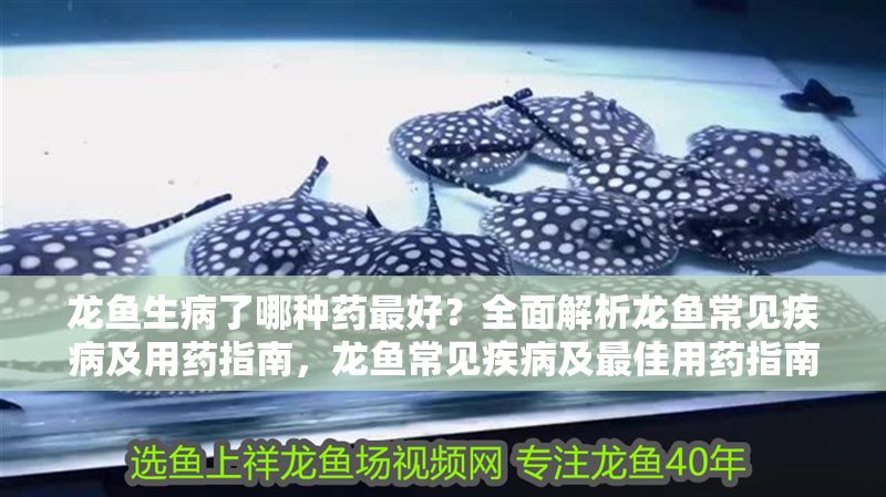 龍魚生病了哪種藥最好?全面解析龍魚常見疾病及用藥指南,龍魚常見疾病及最佳用藥指南,全面解析治療與預防,龍魚常見疾病治療與預防,最佳用藥指南 龍魚百科 第1張 龍魚生病了哪種藥最好?全面解析龍魚常見疾病及用藥指南,龍魚常見疾病及最佳用藥指南,全面解析治療與預防,龍魚常見疾病治療與預防,最佳用藥指南 龍魚生病了哪種藥最好?全面解析龍魚常見疾病及用藥指南,龍魚常見疾病及最佳用藥指南,全面解析治療與預防,龍魚常見疾病治療與預防,最佳用藥指南 龍魚百科 第1張