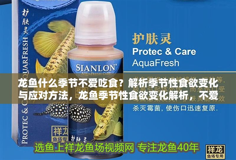 龍魚什么季節不愛吃食？解析季節性食欲變化與應對方法，龍魚季節性食欲變化解析，不愛吃食的季節與應對策略，龍魚季節性食欲變化解析，不愛吃食的季節與應對策略