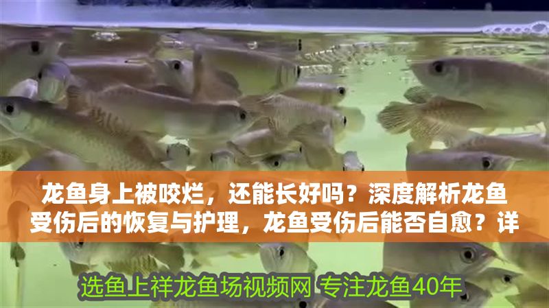 龍魚身上被咬爛，還能長好嗎？深度解析龍魚受傷后的恢復與護理，龍魚受傷后能否自愈？詳解傷口恢復與科學護理方法，龍魚受傷后能否自愈？詳解傷口恢復與科學護理方法