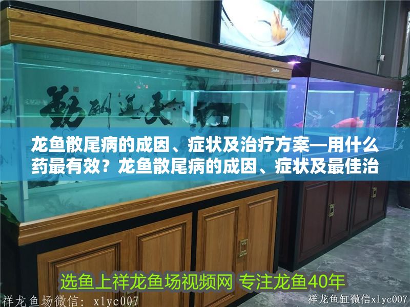 龍魚散尾病的成因、癥狀及治療方案—用什么藥最有效？龍魚散尾病的成因、癥狀及最佳治療方案，龍魚散尾病，成因、癥狀及最佳用藥治療方案
