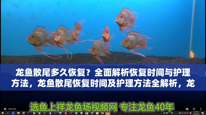 龍魚散尾多久恢復(fù)？全面解析恢復(fù)時間與護理方法，龍魚散尾恢復(fù)時間及護理方法全解析，龍魚散尾恢復(fù)時間及護理方法全解析