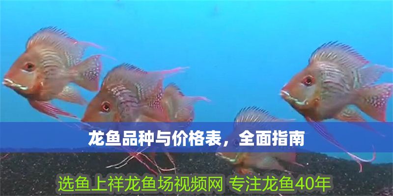 龍魚品種與價格表,全面指南 龍魚百科 第1張 龍魚品種與價格表,全面指南 龍魚品種與價格表,全面指南 龍魚百科 第1張
