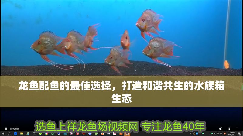 龍魚配魚的最佳選擇，打造和諧共生的水族箱生態