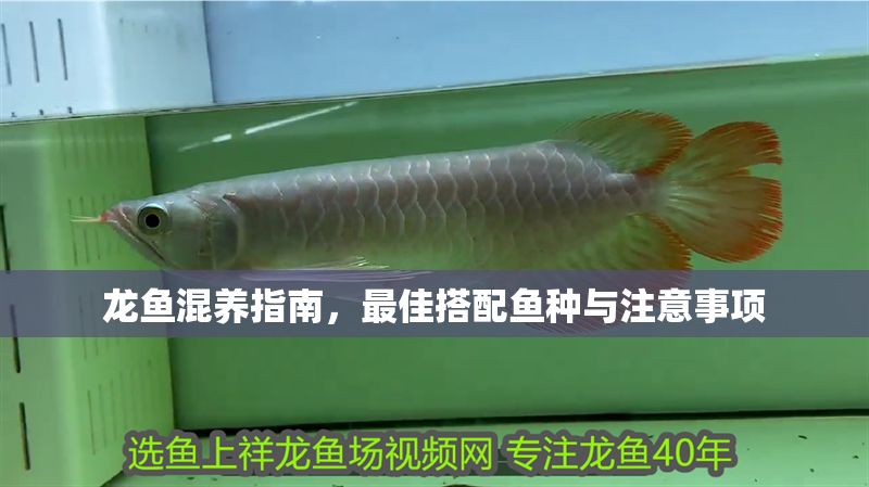龍魚混養指南，最佳搭配魚種與注意事項