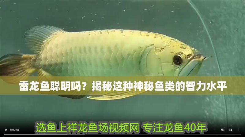雷龍魚聰明嗎？揭秘這種神秘魚類的智力水平