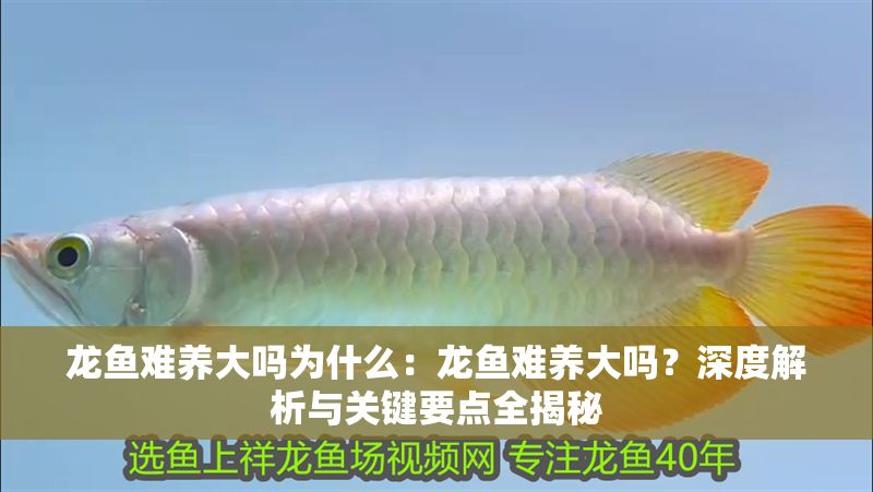 龍魚難養(yǎng)大嗎為什么：龍魚難養(yǎng)大嗎？深度解析與關(guān)鍵要點(diǎn)全揭秘
