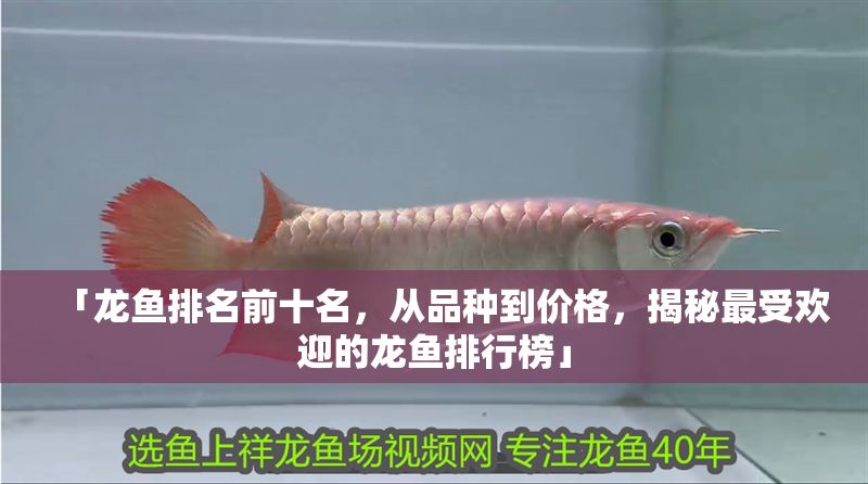 「龍魚排名前十名，從品種到價格，揭秘最受歡迎的龍魚排行榜」