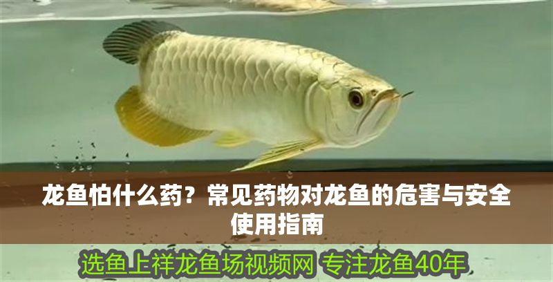 龍魚怕什么藥？常見藥物對(duì)龍魚的危害與安全使用指南