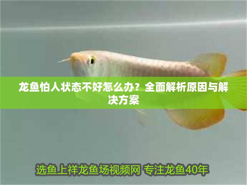 龍魚(yú)怕人狀態(tài)不好怎么辦？全面解析原因與解決方案