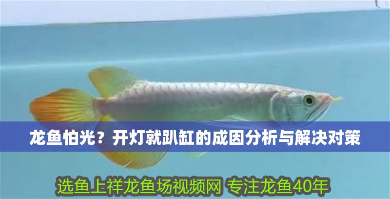 龍魚怕光？開燈就趴缸的成因分析與解決對策