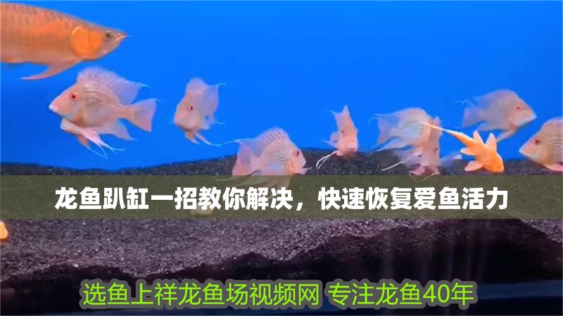 龍魚趴缸一招教你解決,快速恢復愛魚活力 龍魚百科 第1張 龍魚趴缸一招教你解決,快速恢復愛魚活力 龍魚趴缸一招教你解決,快速恢復愛魚活力 龍魚百科 第1張
