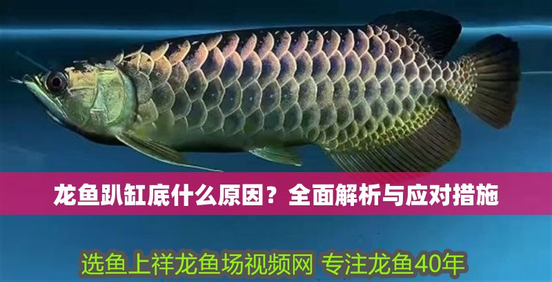 龍魚趴缸底什么原因？全面解析與應(yīng)對措施