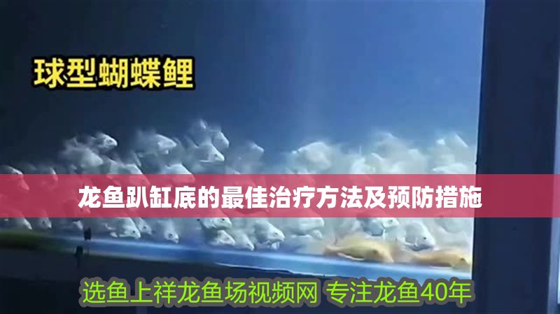 龍魚趴缸底的最佳治療方法及預(yù)防措施