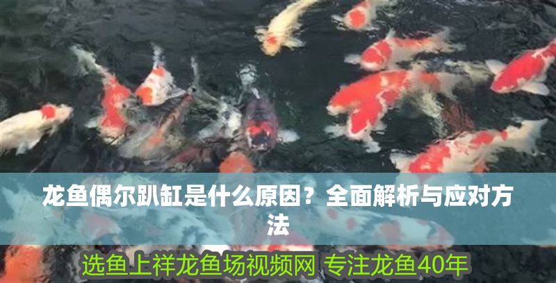 龍魚偶爾趴缸是什么原因？全面解析與應對方法