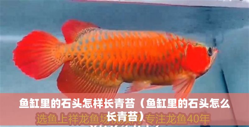 魚缸里的石頭怎樣長青苔（魚缸里的石頭怎么長青苔）